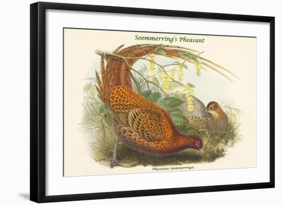 Phasianus Soemmerringii - Soemmerring's Pheasant-John Gould-Framed Art Print