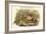 Phasianus Torquatus - Chinese Ring-Necked Pheasant-John Gould-Framed Art Print