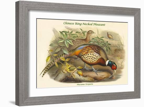 Phasianus Torquatus - Chinese Ring-Necked Pheasant-John Gould-Framed Art Print