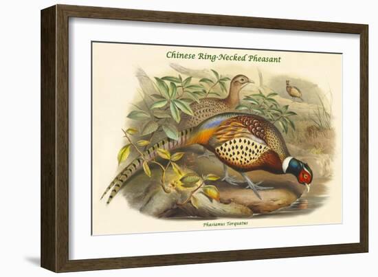 Phasianus Torquatus - Chinese Ring-Necked Pheasant-John Gould-Framed Art Print