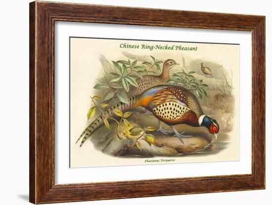 Phasianus Torquatus - Chinese Ring-Necked Pheasant-John Gould-Framed Art Print