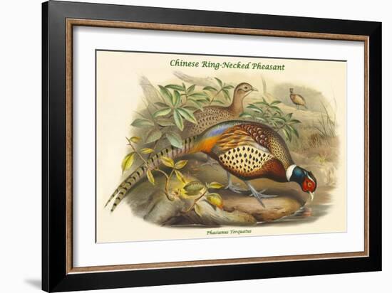 Phasianus Torquatus - Chinese Ring-Necked Pheasant-John Gould-Framed Art Print