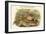 Phasianus Torquatus - Chinese Ring-Necked Pheasant-John Gould-Framed Art Print