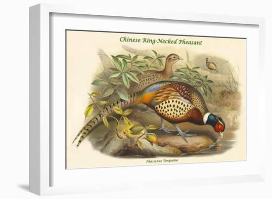 Phasianus Torquatus - Chinese Ring-Necked Pheasant-John Gould-Framed Art Print