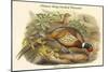 Phasianus Torquatus - Chinese Ring-Necked Pheasant-John Gould-Mounted Art Print