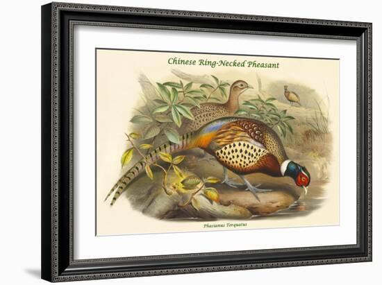 Phasianus Torquatus - Chinese Ring-Necked Pheasant-John Gould-Framed Art Print