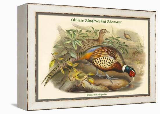 Phasianus Torquatus - Chinese Ring-Necked Pheasant-John Gould-Framed Stretched Canvas