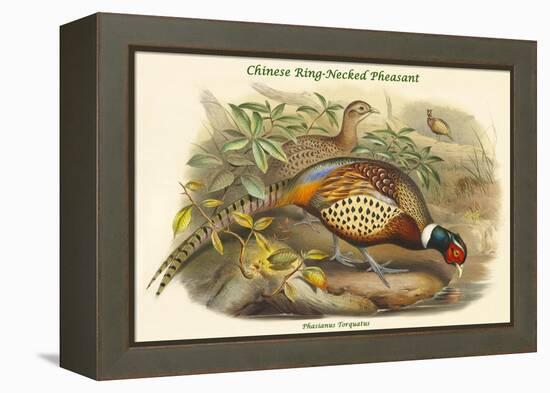 Phasianus Torquatus - Chinese Ring-Necked Pheasant-John Gould-Framed Stretched Canvas