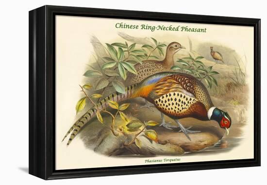 Phasianus Torquatus - Chinese Ring-Necked Pheasant-John Gould-Framed Stretched Canvas