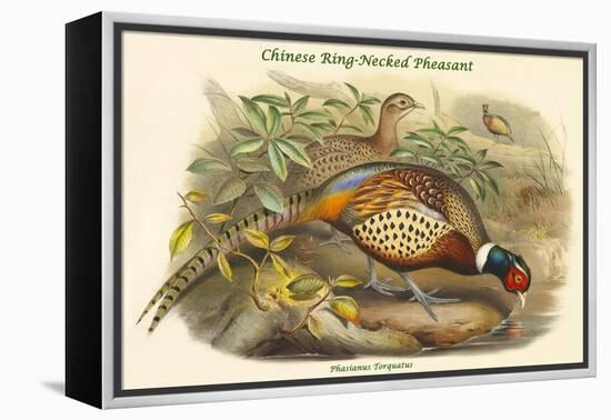 Phasianus Torquatus - Chinese Ring-Necked Pheasant-John Gould-Framed Stretched Canvas