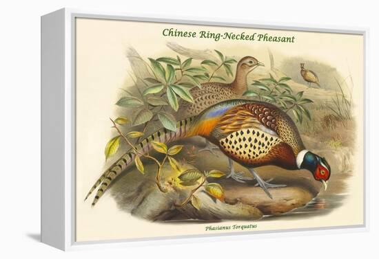 Phasianus Torquatus - Chinese Ring-Necked Pheasant-John Gould-Framed Stretched Canvas