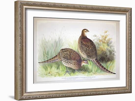 Phasianus Ussuriensis and Phasianus Delocllatus, 1906-7-Henry Jones-Framed Giclee Print