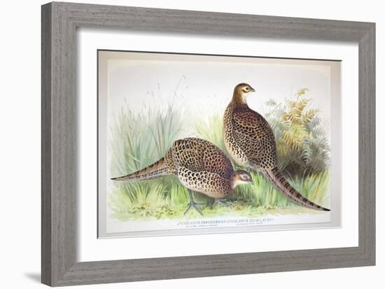 Phasianus Ussuriensis and Phasianus Delocllatus, 1906-7-Henry Jones-Framed Giclee Print