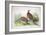 Phasianus Ussuriensis and Phasianus Delocllatus, 1906-7-Henry Jones-Framed Giclee Print