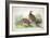 Phasianus Ussuriensis and Phasianus Delocllatus, 1906-7-Henry Jones-Framed Giclee Print