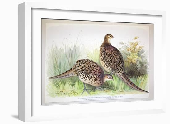 Phasianus Ussuriensis and Phasianus Delocllatus, 1906-7-Henry Jones-Framed Giclee Print