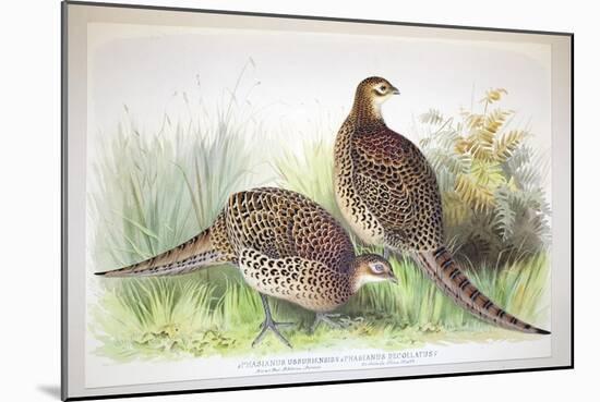 Phasianus Ussuriensis and Phasianus Delocllatus, 1906-7-Henry Jones-Mounted Giclee Print