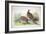 Phasianus Ussuriensis and Phasianus Delocllatus, 1906-7-Henry Jones-Framed Giclee Print