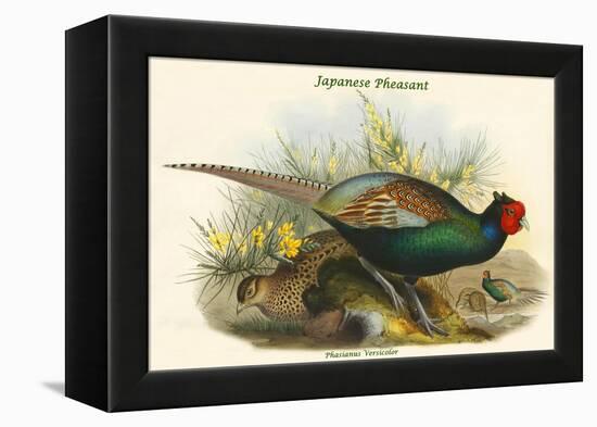 Phasianus Versicolor Japanese Pheasant-John Gould-Framed Stretched Canvas