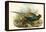 Phasianus Versicolor Japanese Pheasant-John Gould-Framed Stretched Canvas