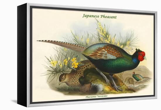 Phasianus Versicolor Japanese Pheasant-John Gould-Framed Stretched Canvas
