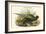 Phasianus Versicolor Japanese Pheasant-John Gould-Framed Premium Giclee Print