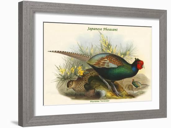 Phasianus Versicolor Japanese Pheasant-John Gould-Framed Art Print