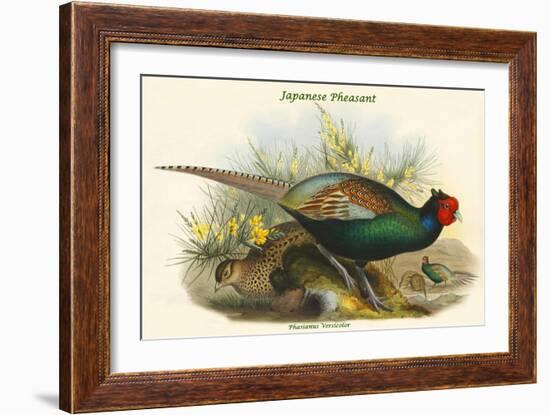 Phasianus Versicolor Japanese Pheasant-John Gould-Framed Art Print