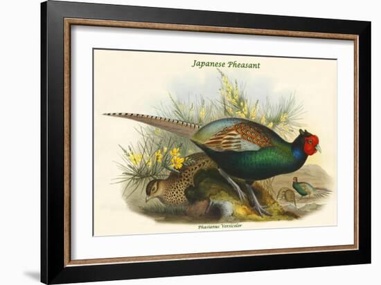 Phasianus Versicolor Japanese Pheasant-John Gould-Framed Art Print