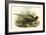 Phasianus Versicolor Japanese Pheasant-John Gould-Framed Art Print