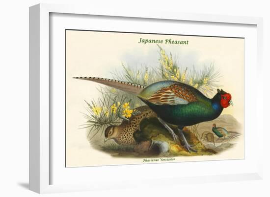 Phasianus Versicolor Japanese Pheasant-John Gould-Framed Art Print