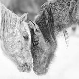 Icelandic Horses III-PHBurchett-Photographic Print