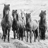 Icelandic Horses III-PHBurchett-Photographic Print