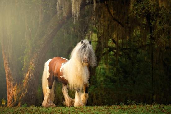 Photographic Print, , large