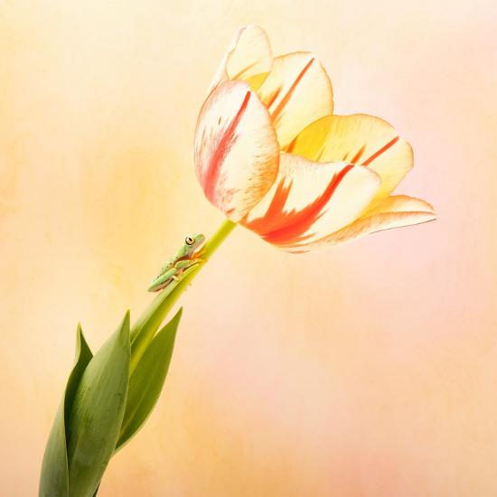 Photographic Print, , large