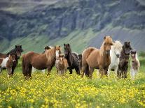 Icelandic Horses XIII-PHBurchett-Photographic Print