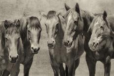 Icelandic Horses VIII-PHBurchett-Photographic Print