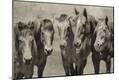 Photographic Print