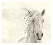 B&W Horses VIII-PHBurchett-Photographic Print