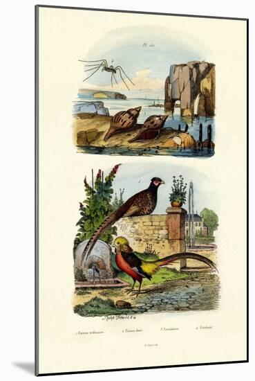 Pheasant, 1833-39-null-Mounted Giclee Print