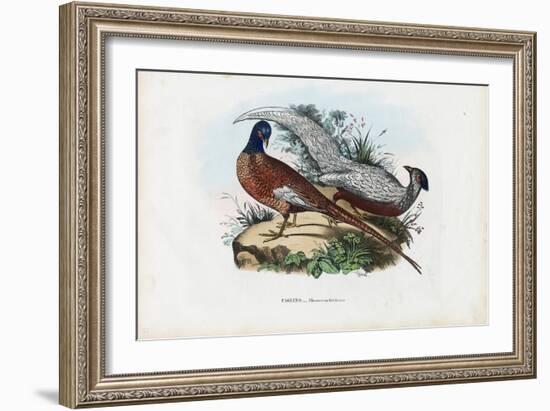 Pheasant, 1863-79-Raimundo Petraroja-Framed Giclee Print