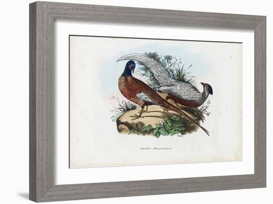 Pheasant, 1863-79-Raimundo Petraroja-Framed Giclee Print