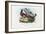 Pheasant, 1863-79-Raimundo Petraroja-Framed Giclee Print