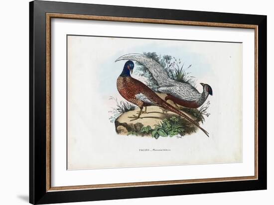 Pheasant, 1863-79-Raimundo Petraroja-Framed Giclee Print