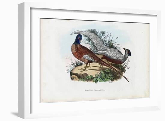 Pheasant, 1863-79-Raimundo Petraroja-Framed Giclee Print