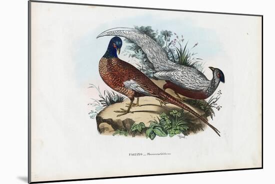 Pheasant, 1863-79-Raimundo Petraroja-Mounted Giclee Print