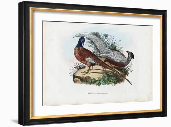Pheasant, 1863-79-Raimundo Petraroja-Framed Giclee Print