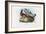 Pheasant, 1863-79-Raimundo Petraroja-Framed Giclee Print