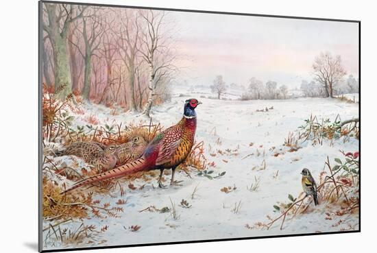 Pheasant and Bramblefinch in the Snow-Carl Donner-Mounted Giclee Print