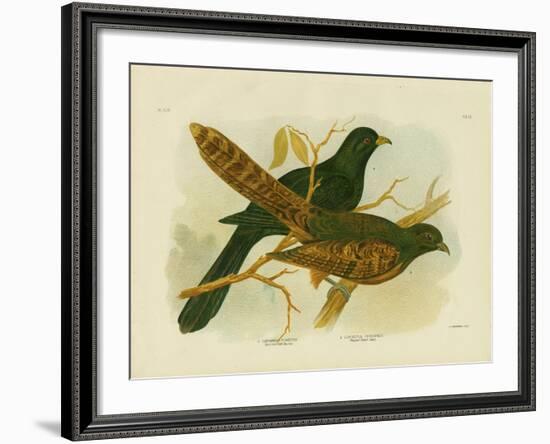 Pheasant Coucal, 1891-Gracius Broinowski-Framed Giclee Print